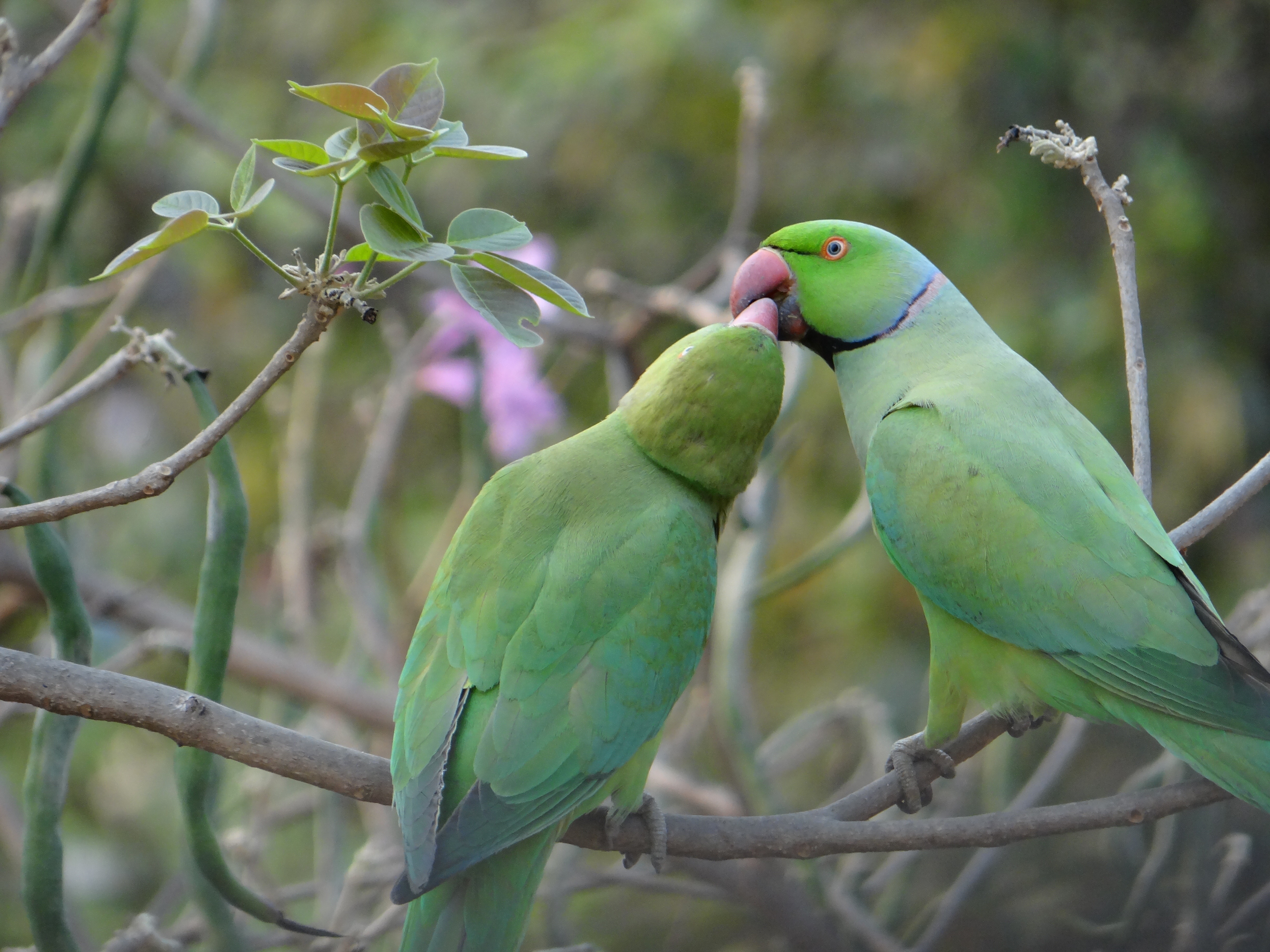 Avoid the Pair Bond: Social Relationships with Parrots