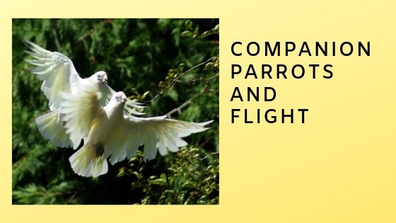 Part One: Parrots,  Flight, and Humans