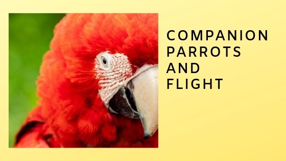 Part Four: To Clip or Not to Clip?