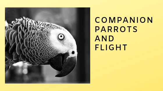 Part Five: Cooperative Living with Flighted Parrots
