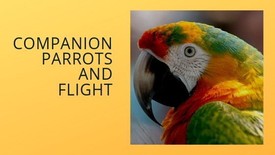 Part Six: Ensuring the Safety of Your Flighted Parrot