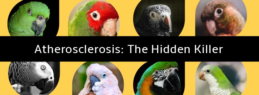 Atherosclerosis: The Hidden Killer