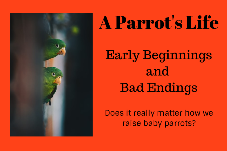 Early Beginnings for Parrots