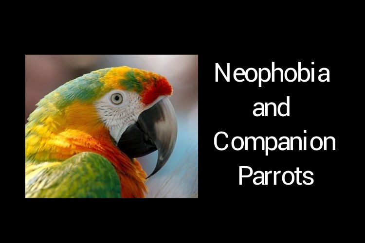 Parrots and Neophobic Behavior