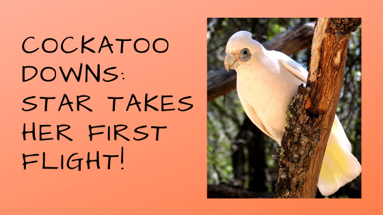 Star Earns Her Wings