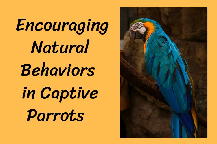 Encouraging Natural Behaviors in Captive Parrots