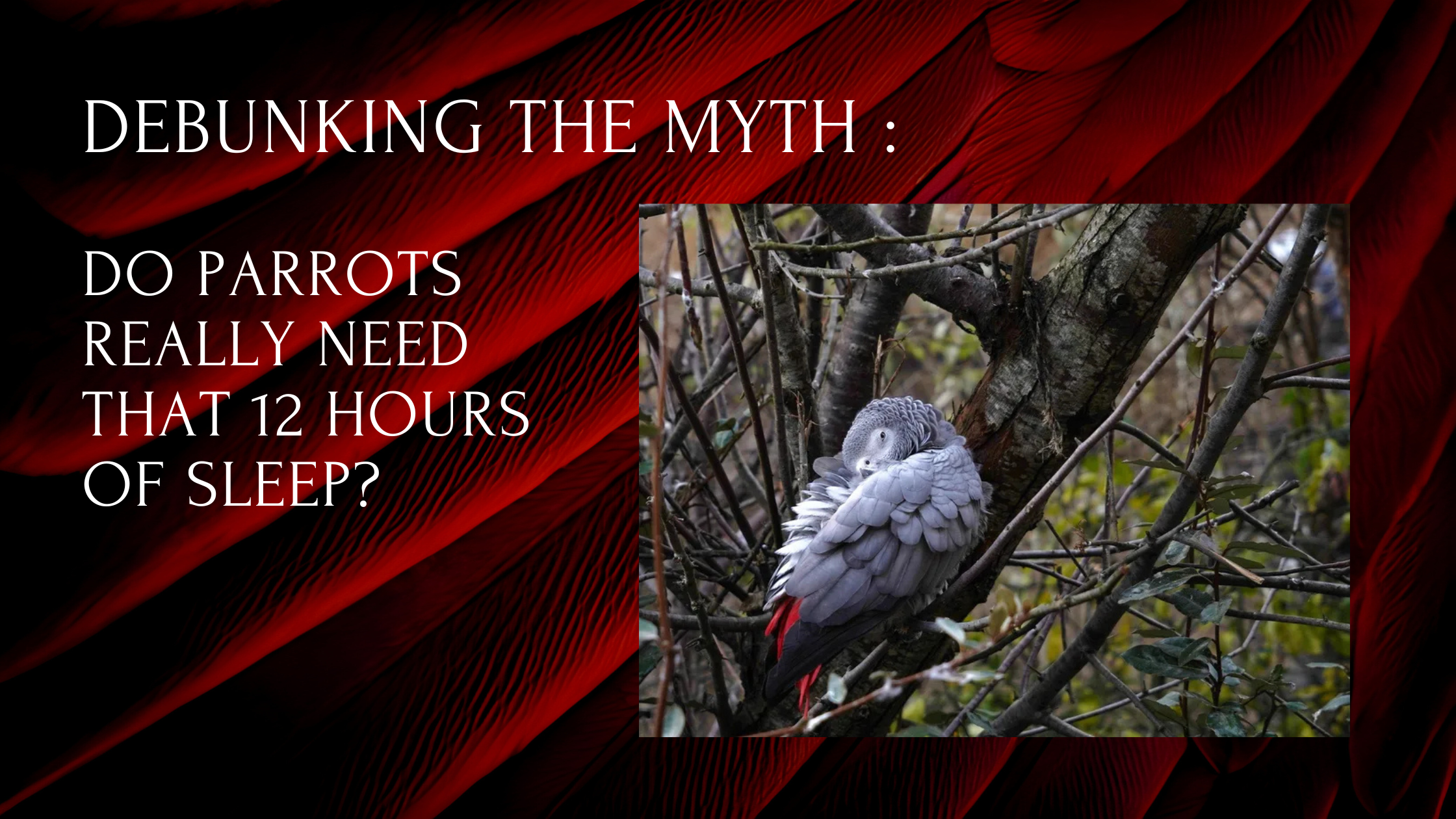Companion Parrots and Sleep: Debunking the 12-Hour Myth