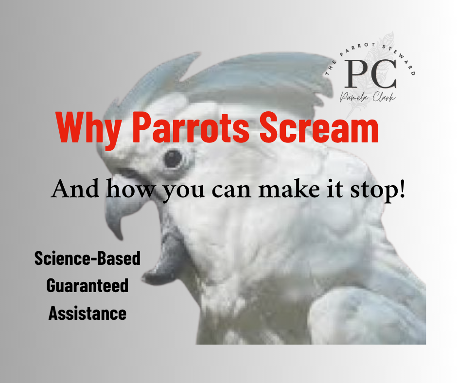 How to Reduce Your Parrot’s Noise: Effective Strategies